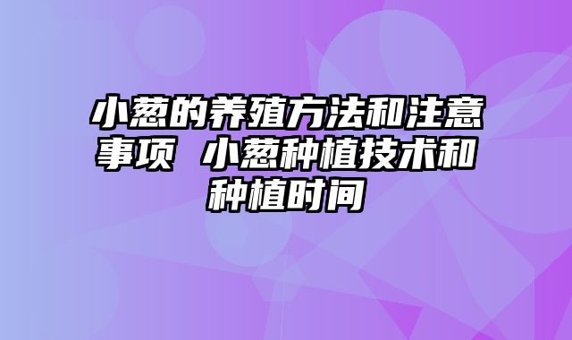 小葱的养殖方法和注意事项 小葱种植技术和种植时间