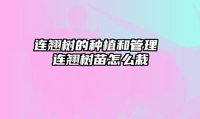 连翘树的种植和管理 连翘树苗怎么栽