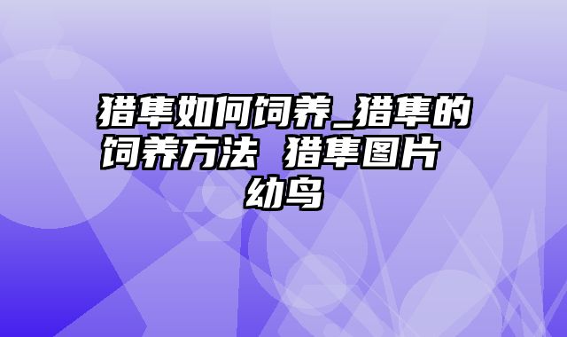 猎隼如何饲养_猎隼的饲养方法 猎隼图片 幼鸟