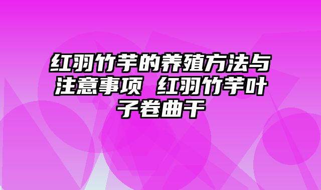 红羽竹芋的养殖方法与注意事项 红羽竹芋叶子卷曲干