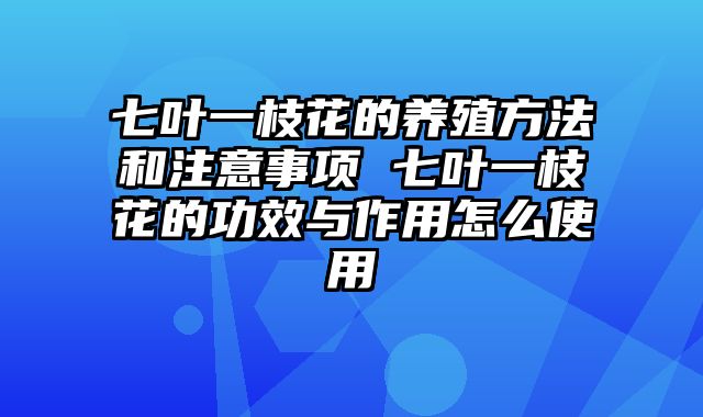 七叶一枝花的养殖方法和注意事项 七叶一枝花的功效与作用怎么使用