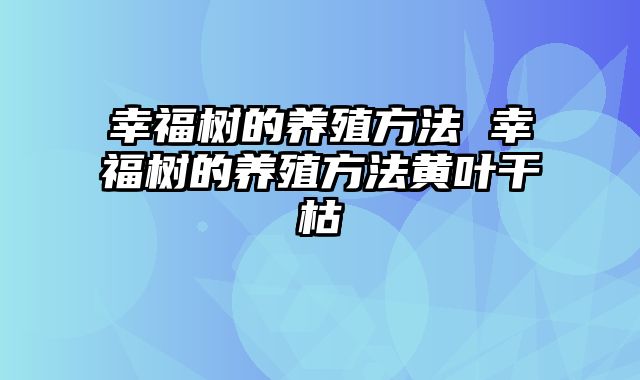 幸福树的养殖方法 幸福树的养殖方法黄叶干枯