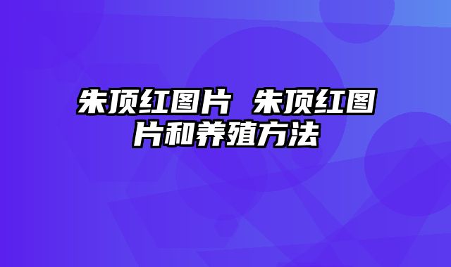 朱顶红图片 朱顶红图片和养殖方法