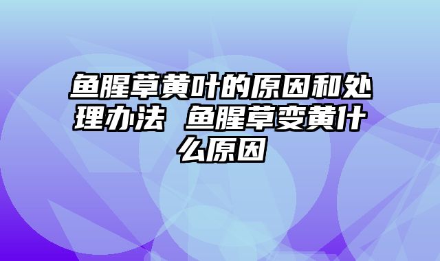 鱼腥草黄叶的原因和处理办法 鱼腥草变黄什么原因