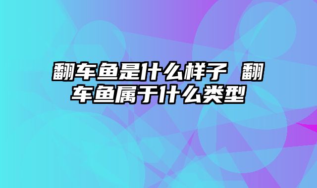 翻车鱼是什么样子 翻车鱼属于什么类型