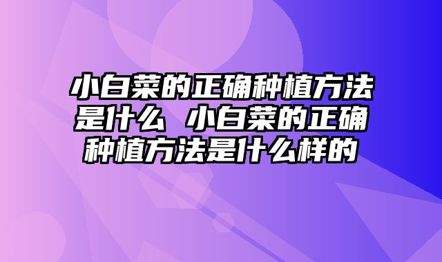 小白菜的正确种植方法是什么 小白菜的正确种植方法是什么样的