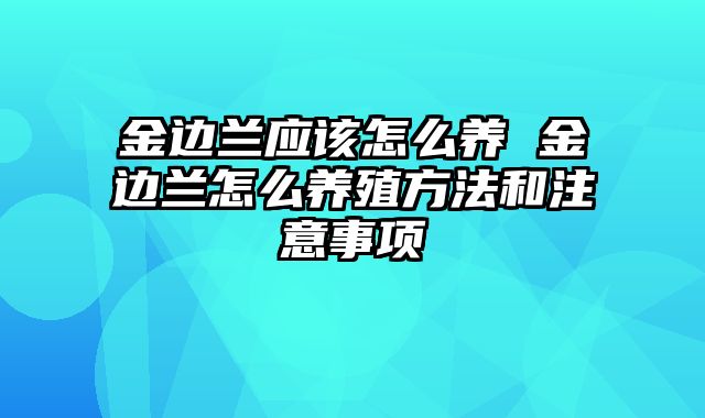 金边兰应该怎么养 金边兰怎么养殖方法和注意事项