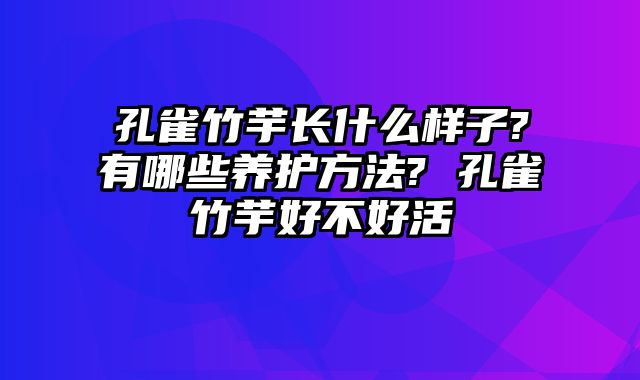 孔雀竹芋长什么样子?有哪些养护方法? 孔雀竹芋好不好活