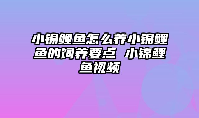 小锦鲤鱼怎么养小锦鲤鱼的饲养要点 小锦鲤鱼视频