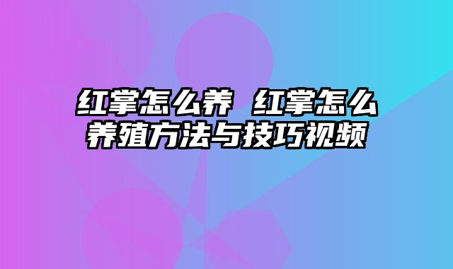 红掌怎么养 红掌怎么养殖方法与技巧视频