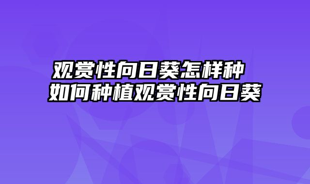 观赏性向日葵怎样种 如何种植观赏性向日葵