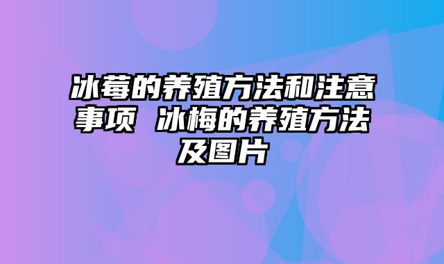 冰莓的养殖方法和注意事项 冰梅的养殖方法及图片