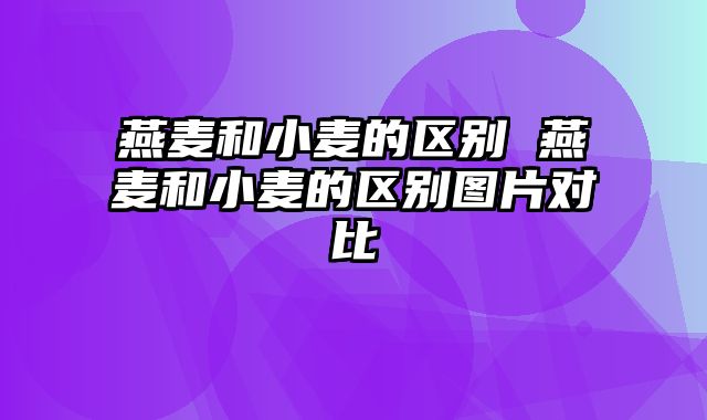 燕麦和小麦的区别 燕麦和小麦的区别图片对比