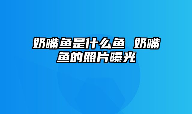 奶嘴鱼是什么鱼 奶嘴鱼的照片曝光