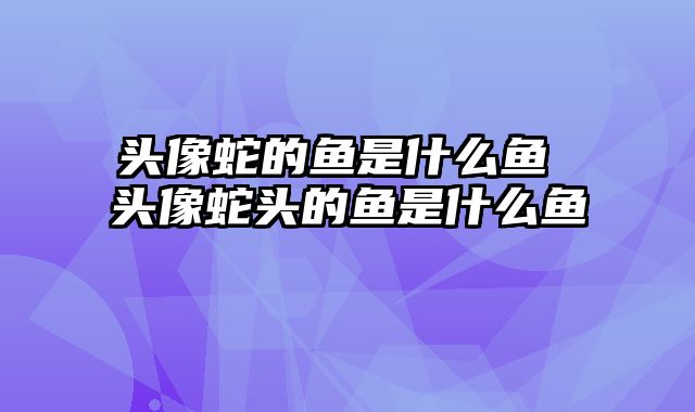 头像蛇的鱼是什么鱼 头像蛇头的鱼是什么鱼