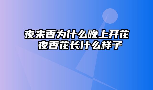 夜来香为什么晚上开花 夜香花长什么样子