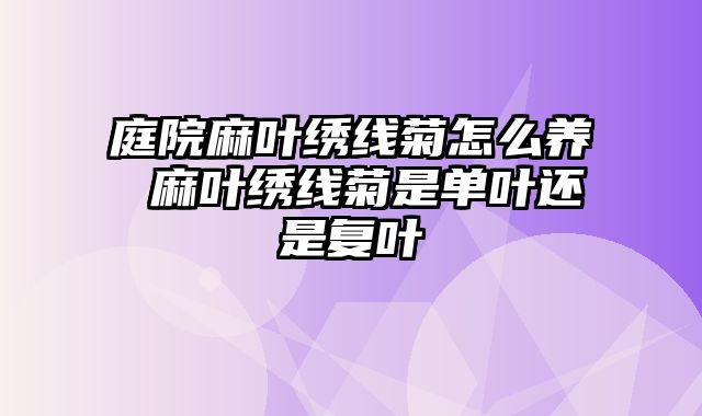 庭院麻叶绣线菊怎么养 麻叶绣线菊是单叶还是复叶