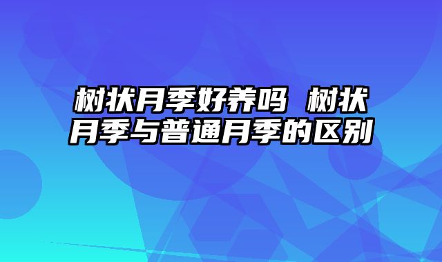 树状月季好养吗 树状月季与普通月季的区别