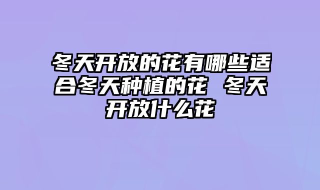 冬天开放的花有哪些适合冬天种植的花 冬天开放什么花