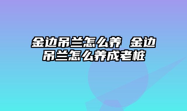 金边吊兰怎么养 金边吊兰怎么养成老桩