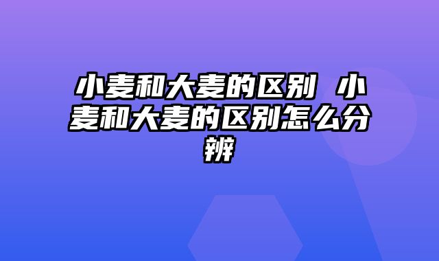 小麦和大麦的区别 小麦和大麦的区别怎么分辨