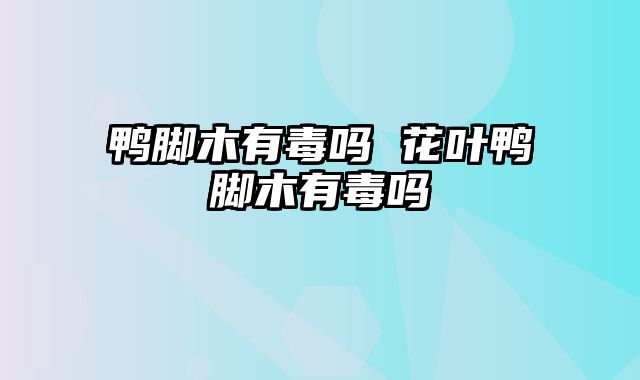 鸭脚木有毒吗 花叶鸭脚木有毒吗