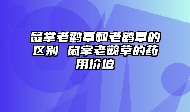 鼠掌老鹳草和老鹤草的区别 鼠掌老鹳草的药用价值