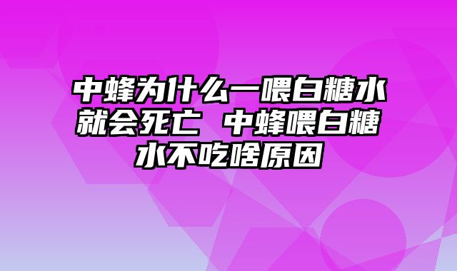 中蜂为什么一喂白糖水就会死亡 中蜂喂白糖水不吃啥原因