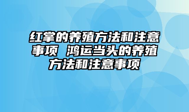 红掌的养殖方法和注意事项 鸿运当头的养殖方法和注意事项