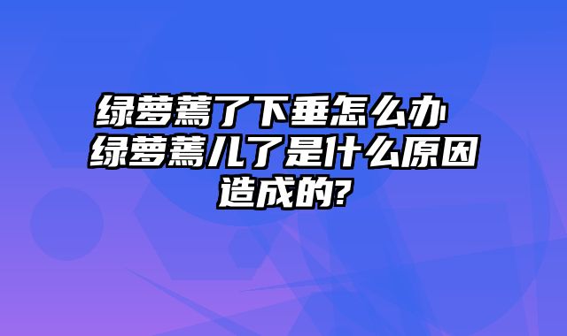 绿萝蔫了下垂怎么办 绿萝蔫儿了是什么原因造成的?