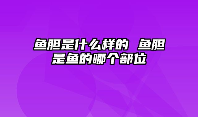 鱼胆是什么样的 鱼胆是鱼的哪个部位