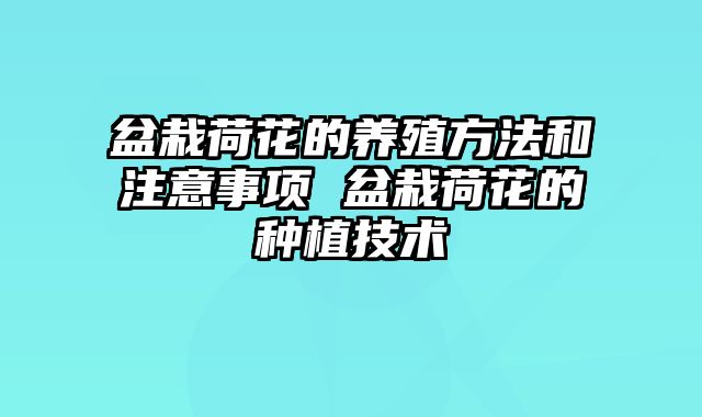 盆栽荷花的养殖方法和注意事项 盆栽荷花的种植技术