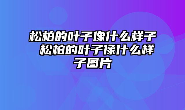 松柏的叶子像什么样子 松柏的叶子像什么样子图片