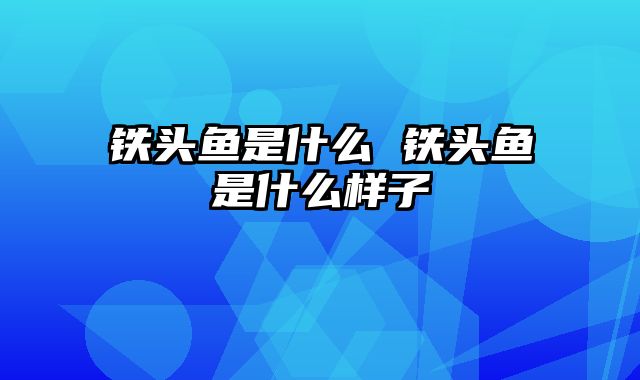 铁头鱼是什么 铁头鱼是什么样子