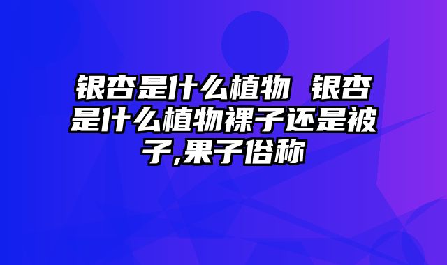 银杏是什么植物 银杏是什么植物裸子还是被子,果子俗称