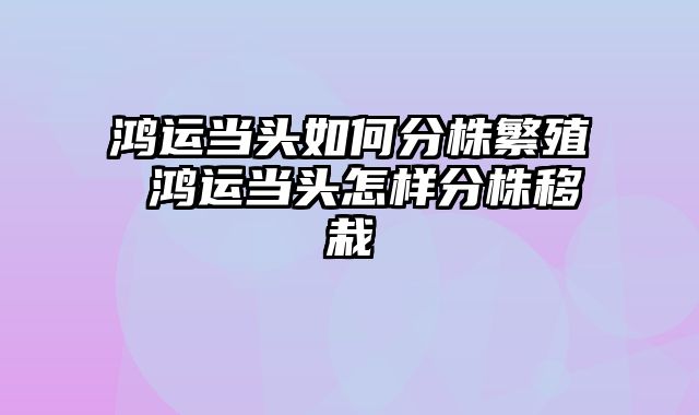 鸿运当头如何分株繁殖 鸿运当头怎样分株移栽