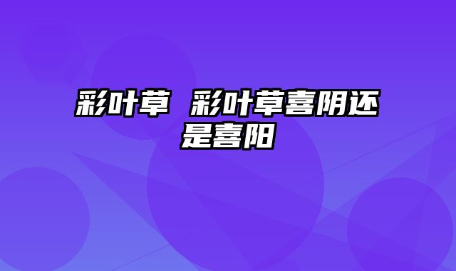 彩叶草 彩叶草喜阴还是喜阳