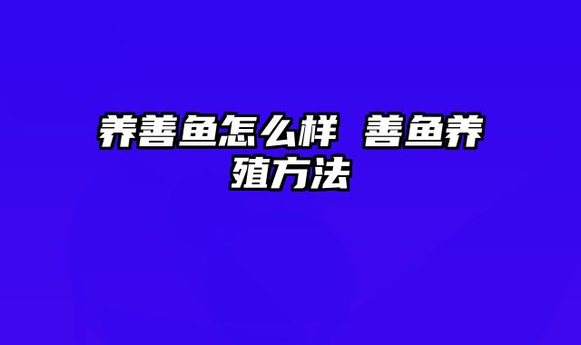 养善鱼怎么样 善鱼养殖方法