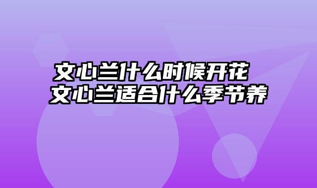 文心兰什么时候开花 文心兰适合什么季节养