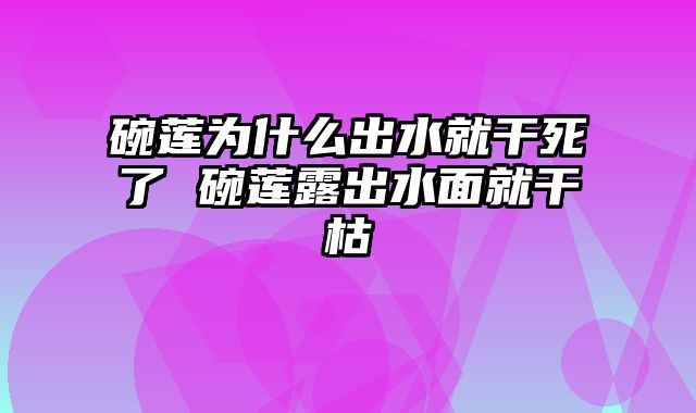 碗莲为什么出水就干死了 碗莲露出水面就干枯