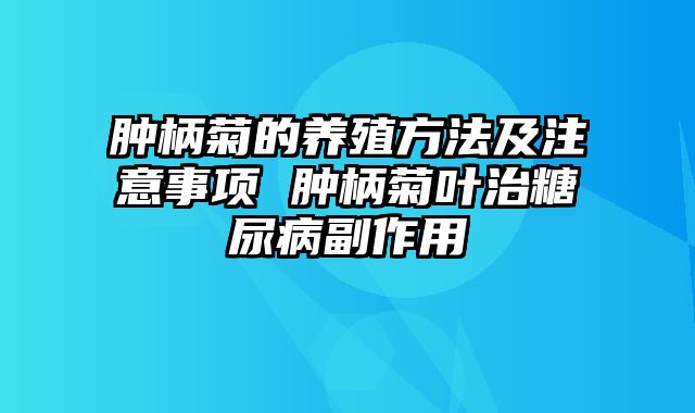 肿柄菊的养殖方法及注意事项 肿柄菊叶治糖尿病副作用