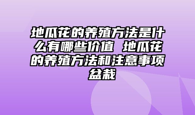 地瓜花的养殖方法是什么有哪些价值 地瓜花的养殖方法和注意事项 盆栽