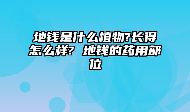 地钱是什么植物?长得怎么样? 地钱的药用部位