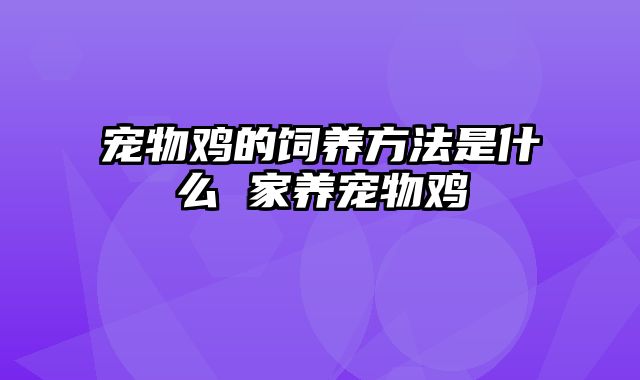 宠物鸡的饲养方法是什么 家养宠物鸡