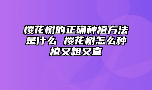 樱花树的正确种植方法是什么 樱花树怎么种植又粗又直