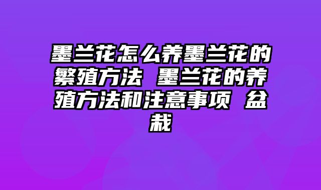 墨兰花怎么养墨兰花的繁殖方法 墨兰花的养殖方法和注意事项 盆栽