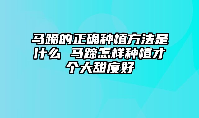 马蹄的正确种植方法是什么 马蹄怎样种植才个大甜度好