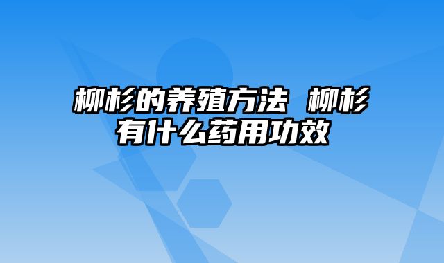 柳杉的养殖方法 柳杉有什么药用功效