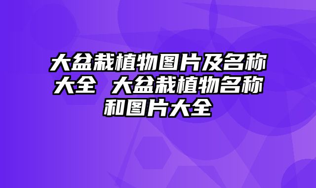 大盆栽植物图片及名称大全 大盆栽植物名称和图片大全