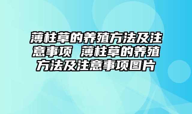 薄柱草的养殖方法及注意事项 薄柱草的养殖方法及注意事项图片